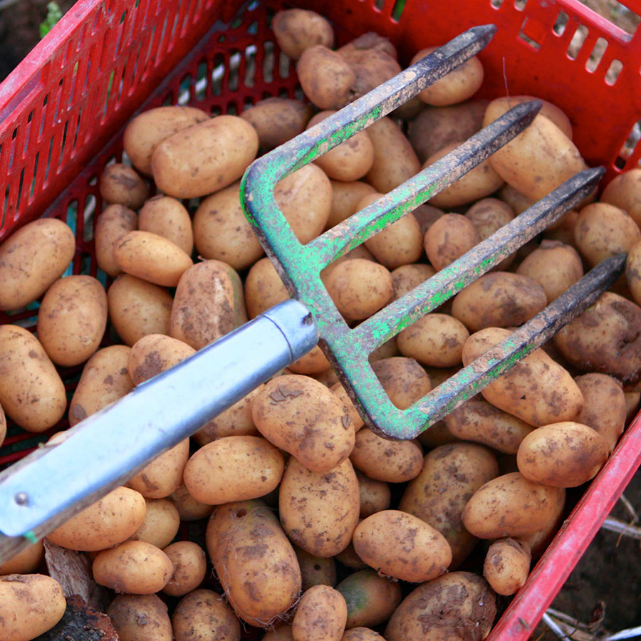 Seltene Kartoffelarten, Hofgut Dagobertshausen 